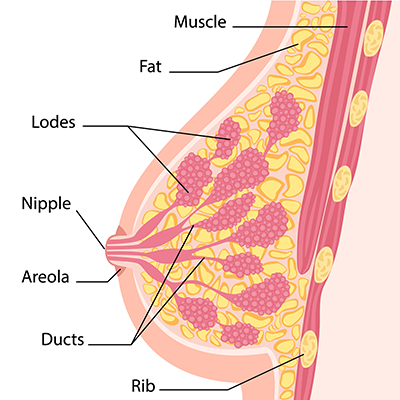 Breast Anatomy - Breast Cancer